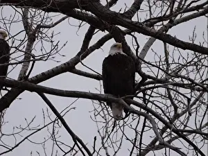 Missouri Prints: American Bald Eagles During Winter Migration in Missouri