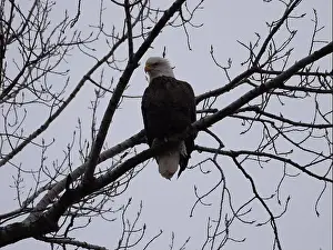 Missouri Prints: American Bald Eagles During Winter Migration in Missouri