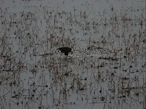 Missouri Prints: American Bald Eagles During Winter Migration in Missouri