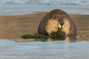 Castor Canadensis Prints: American beaver foraging in open water in the frozen river