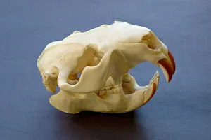 Dentistry Prints: American beaver skull Castor canadensis
