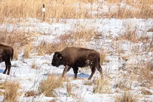 Sands Prints: American bison calf walking in snow