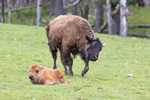 Yellowstone Prints: American bison heard in summer