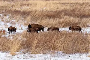 Sands Prints: American Bison herd walking on a snow covered prairie in winter