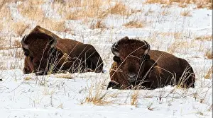 The Nature Conservancy Prints: Two American Bison lying down in the snow