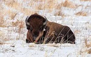The Nature Conservancy Prints: One American bison lying down in a snow covered prairie in winter