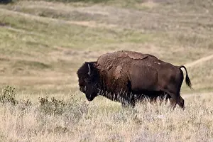 Forceful Prints: An American bison met near Waterton, Alberta, Canada