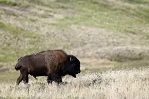 Forceful Prints: An American bison met near Waterton, Alberta, Canada
