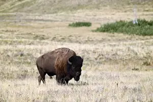 Forceful Prints: An American bison met near Waterton, Alberta, Canada
