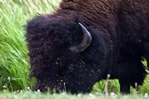 Forceful Prints: An American bison met in the Parc national Elk Island near Edmonton, Alberta, Canada