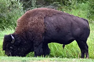 Forceful Prints: An American bison met in the Parc national Elk Island near Edmonton, Alberta, Canada