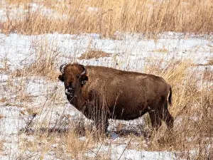 Sands Prints: American Bison standing in a snow covered prairie in winter