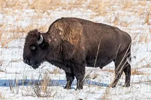 Sands Prints: American Bison standing in a snow covered prairie in winter