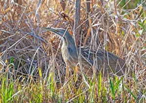 Wading Bird Prints: American Bittern Trying Hide in the Reeds in the Okefenokee National Wildlife refuge in Georgia