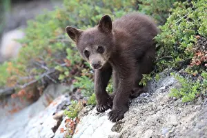Carnivora Prints: American black bear cub