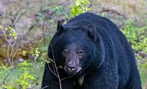 Black Bear Prints: American Black Bear in Springtime in Jasper National Park Alberta, Canada