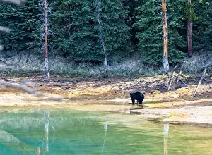 Black Bear Prints: American Black Bear in Springtime in Jasper National Park Alberta, Canada