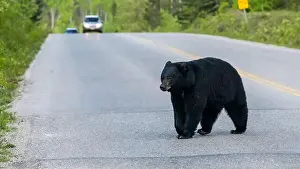 Black Bear Prints: American Black Bear in Springtime in Jasper National Park Alberta, Canada