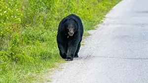Black Bear Prints: American Black Bear in Springtime in Jasper National Park Alberta, Canada
