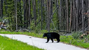 Black Bear Prints: American Black Bear in Springtime in Jasper National Park Alberta, Canada
