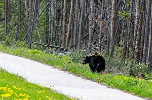 Black Bear Prints: American Black Bear in Springtime in Jasper National Park Alberta, Canada