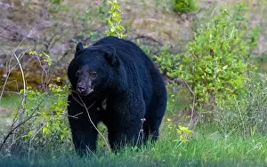 Black Bear Prints: American Black Bear in Springtime in Jasper National Park Alberta, Canada