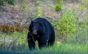 Black Bear Prints: American Black Bear in Springtime in Jasper National Park Alberta, Canada