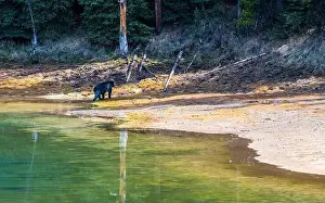 Black Bear Prints: American Black Bear in Springtime in Jasper National Park Alberta, Canada