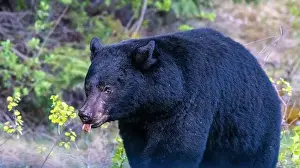 Black Bear Prints: American Black Bear in Springtime in Jasper National Park Alberta, Canada