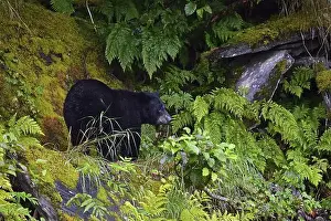 Forest Edge Prints: American Black Bear (Ursus americanus) climbing over rocks along the edge of the forest