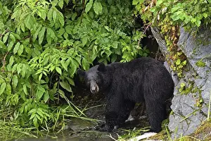 Forest Edge Prints: American Black Bear (Ursus americanus) at the edge of the forest