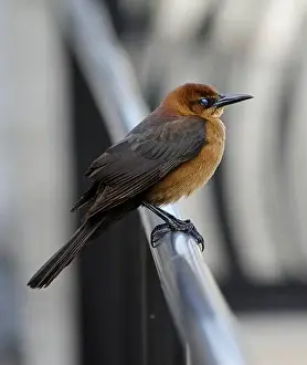 Grackle Prints: American Boat-tailed Grackle on the look out for food