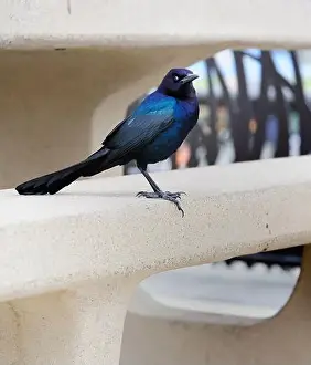 Grackle Prints: American Boat-tailed Grackle on the look out for food