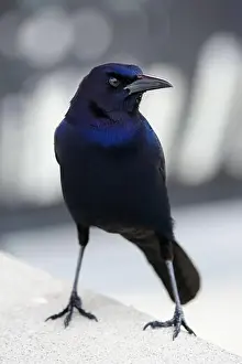 Grackle Prints: American Boat-tailed Grackle on the look out for food