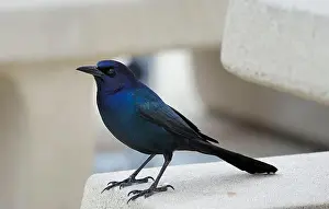 Grackle Prints: American Boat-tailed Grackle on the look out for food