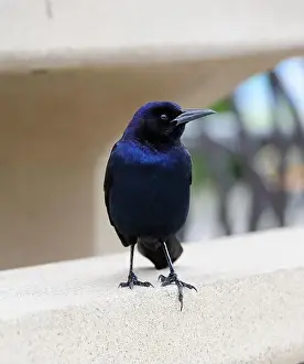 Grackle Prints: American Boat-tailed Grackle on the look out for food