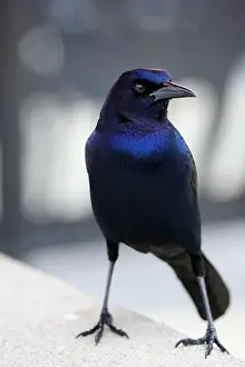 Grackle Prints: American Boat-tailed Grackle on the look out for food