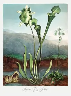 Blotch Prints: American Bog Plants. Antique Victorian Flower painting
