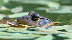 Bay Area Prints: American Bullfrog Peeking Out of Water. Henry W. Coe State Park, California, USA