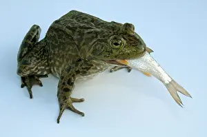 Invasive Prints: American Bullfrog (Rana catesbeiana), adult swallowing a 13 cm long Whitefish