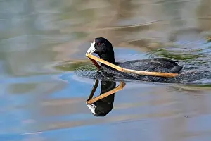 Sweetwater Wetlands Prints: American Coot (Fulica americana)