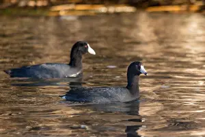 Diurnal Prints: The American Coot - Fulica americana