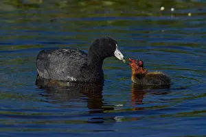 Chick Prints: American Coot (Fulica americana) adult feeding chick Plumas County California USA