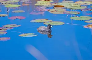 Ethology Prints: An American Coot in a Refuge Pond in the St Marks National Widllife Refuge in Florida