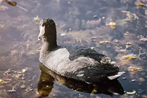 North American Bird Prints: American coot swimming in the lake at Orlando Wetlands in Florida