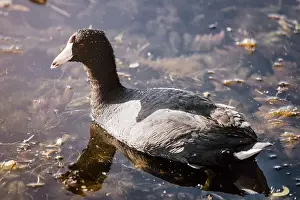 North American Bird Prints: American coot swimming in the lake at Orlando Wetlands in Florida