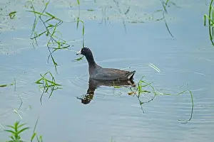 Ethology Prints: An American Coot Swimming in a Wetland Pond in Horicon Marsh in Wisconsin