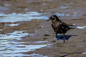 Inquisitive Prints: American Crow, Corvus brachyrhynchos