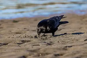 Inquisitive Prints: American Crow, Corvus brachyrhynchos