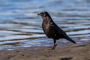 Inquisitive Prints: American Crow, Corvus brachyrhynchos